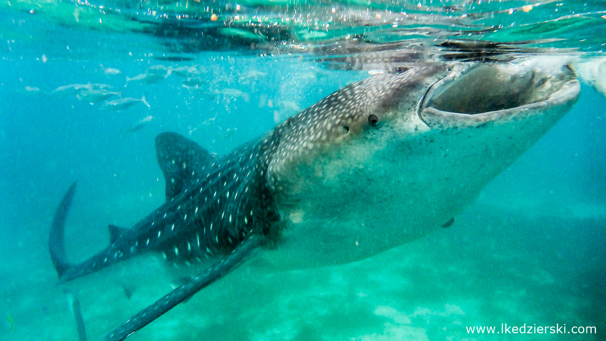 oslob whale shark rekiny wielorybie