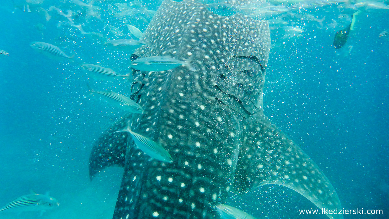 oslob whale shark rekiny wielorybie