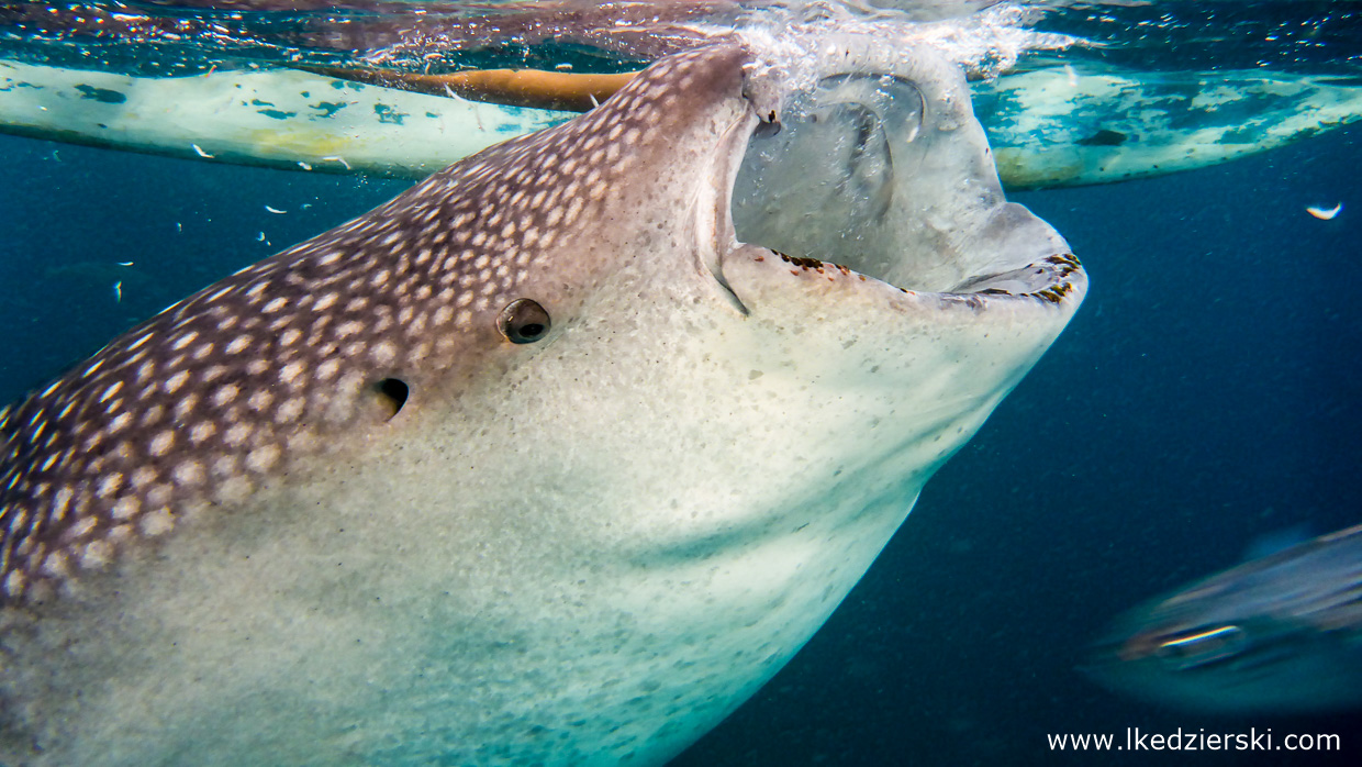 oslob whale shark rekiny wielorybie