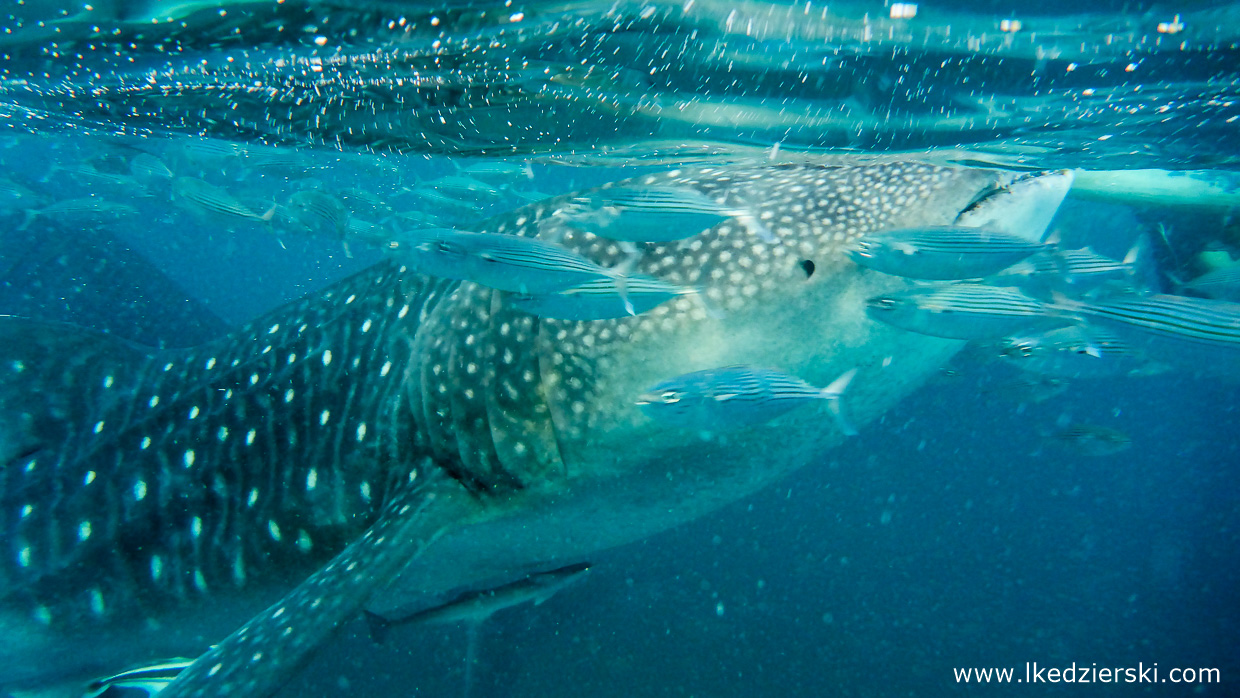 oslob whale shark rekiny wielorybie