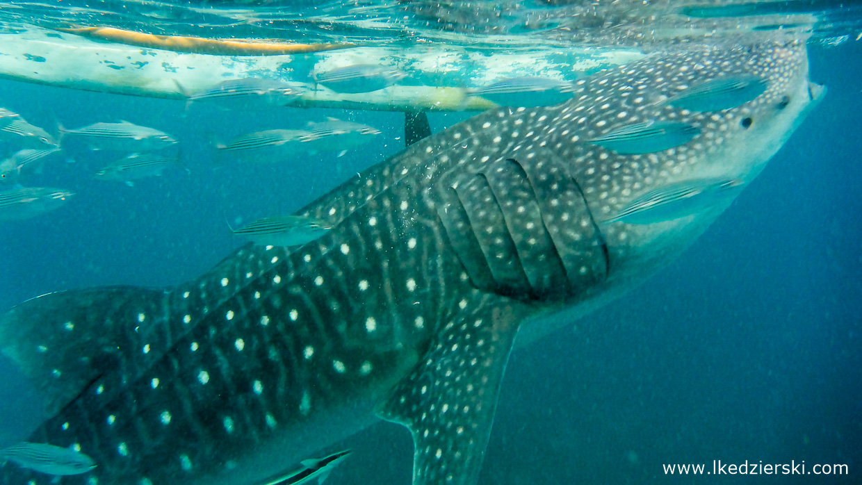 oslob whale shark rekiny wielorybie