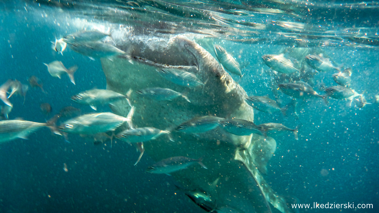 oslob whale shark rekiny wielorybie