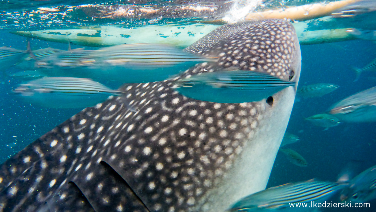 oslob whale shark rekiny wielorybie