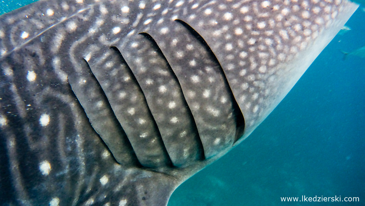 oslob whale shark rekiny wielorybie