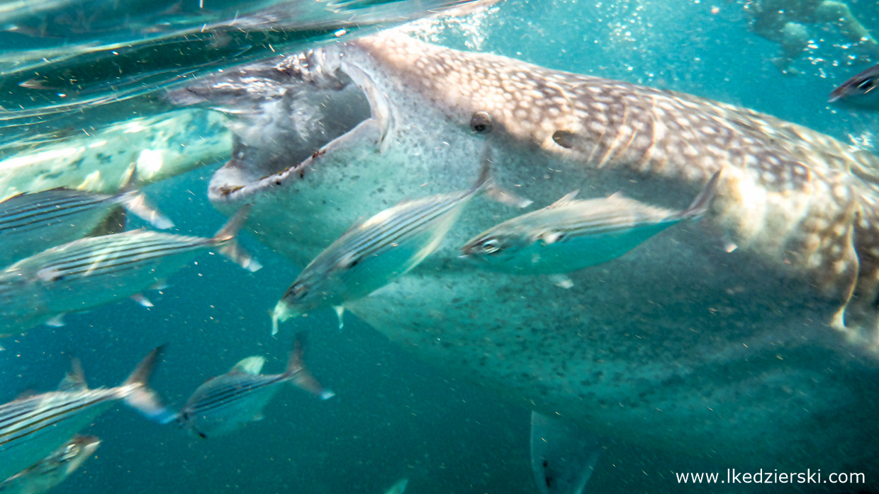 oslob whale shark rekiny wielorybie