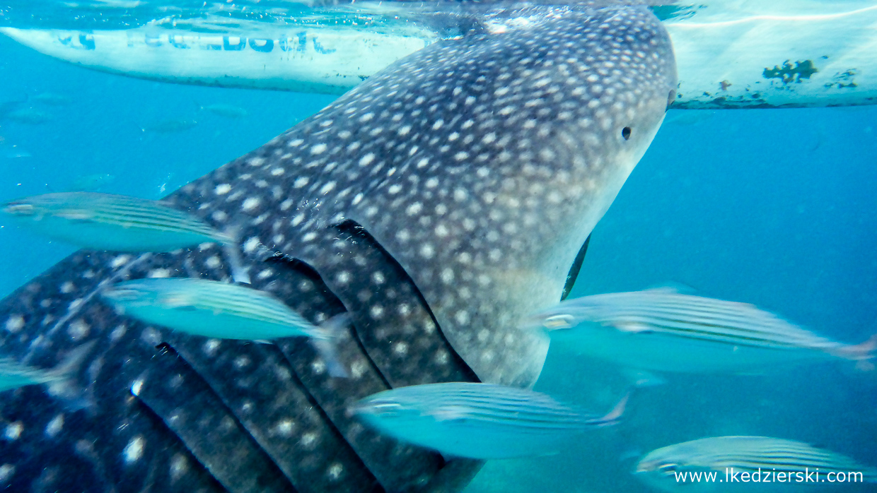 oslob whale shark rekiny wielorybie