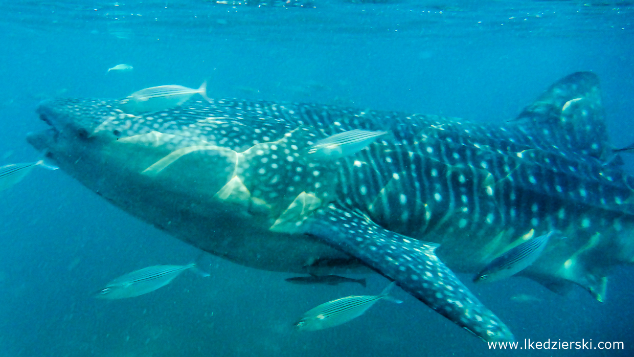 oslob whale shark rekiny wielorybie