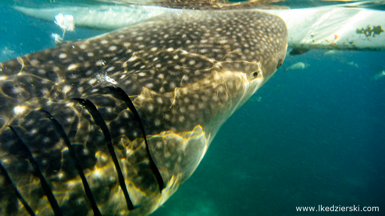 oslob whale shark rekiny wielorybie