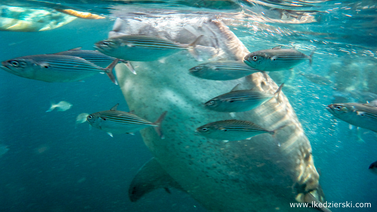 oslob whale shark rekiny wielorybie