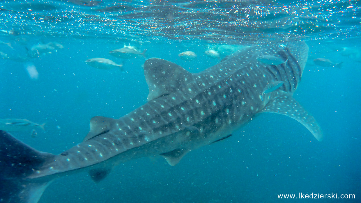 oslob whale shark rekiny wielorybie