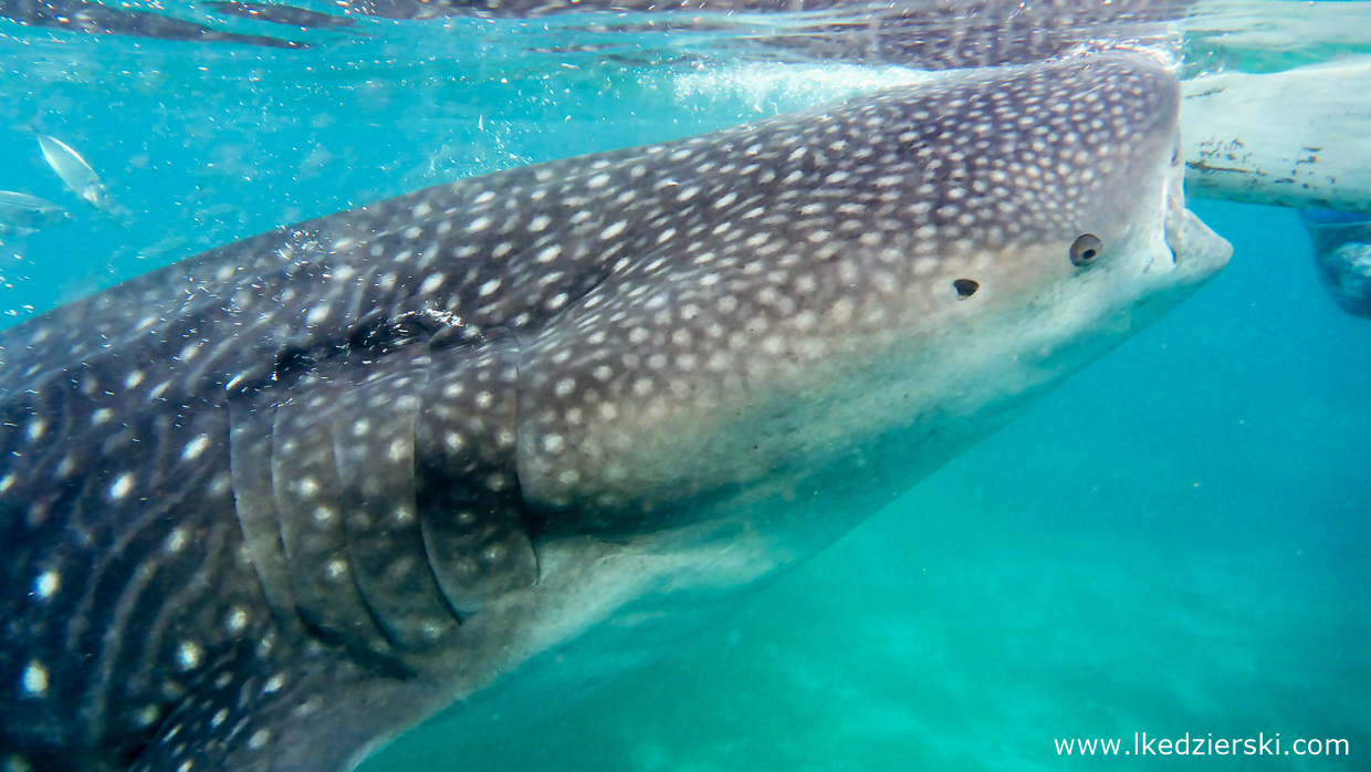 oslob whale shark rekiny wielorybie