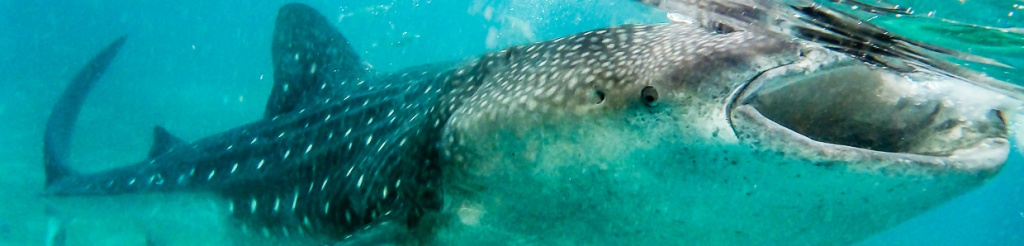 panorama oslob whale shark rekin wielorybi