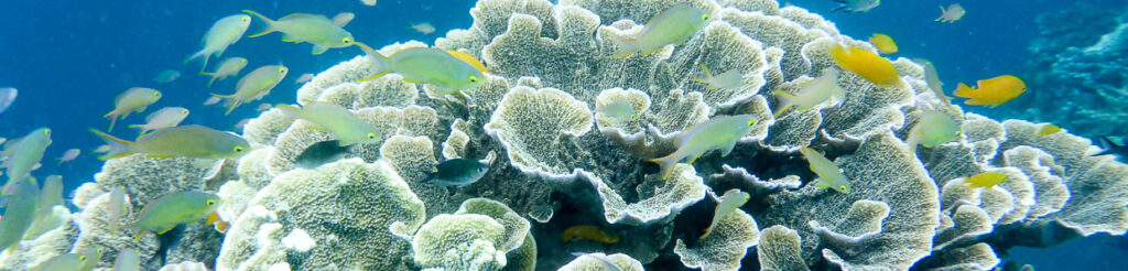 panorama snorkeling na filipinach