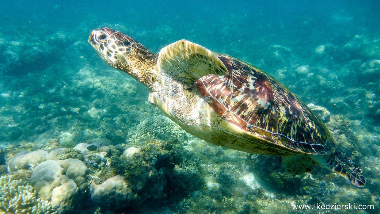 snorkeling na filipinach apo island turtle