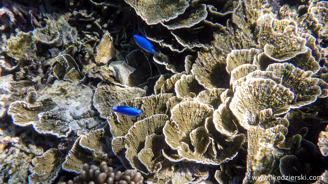 snorkeling na filipinach apo island