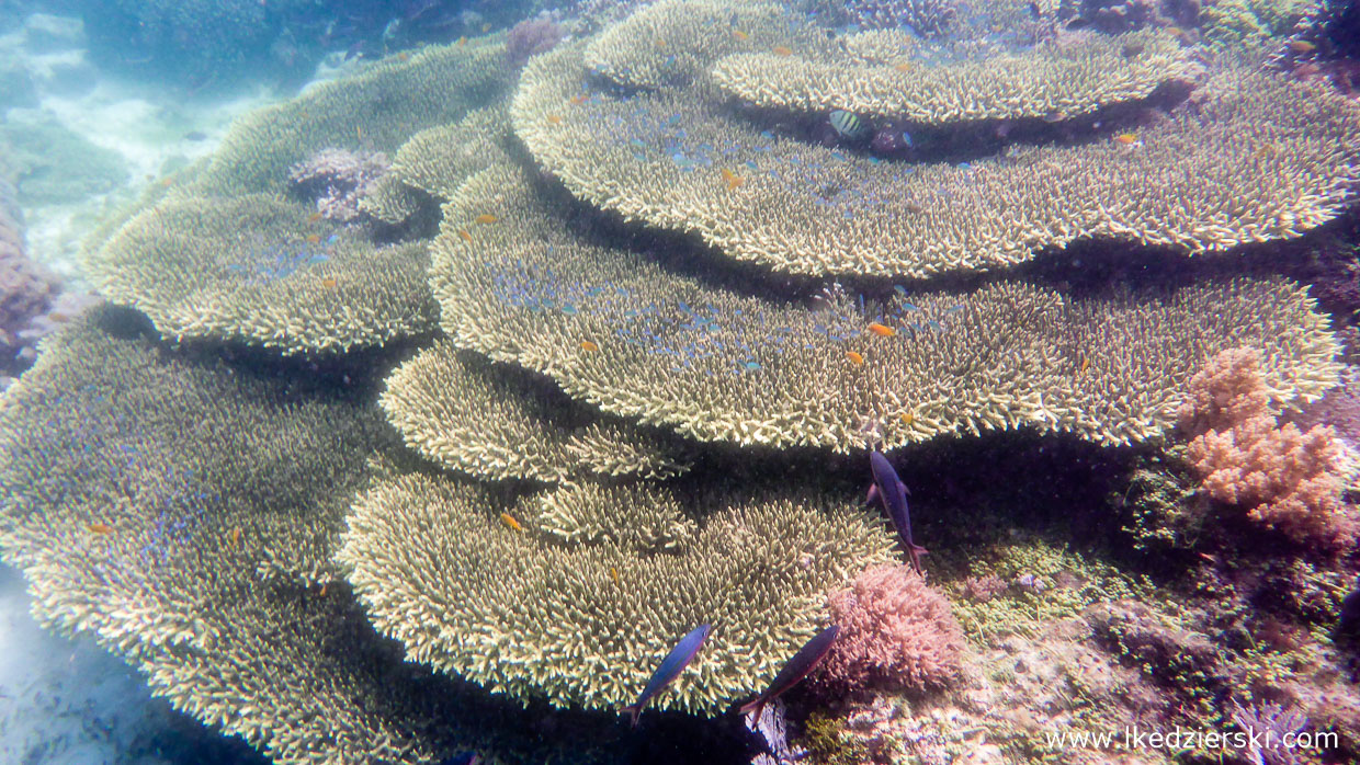 snorkeling na filipinach balicasag