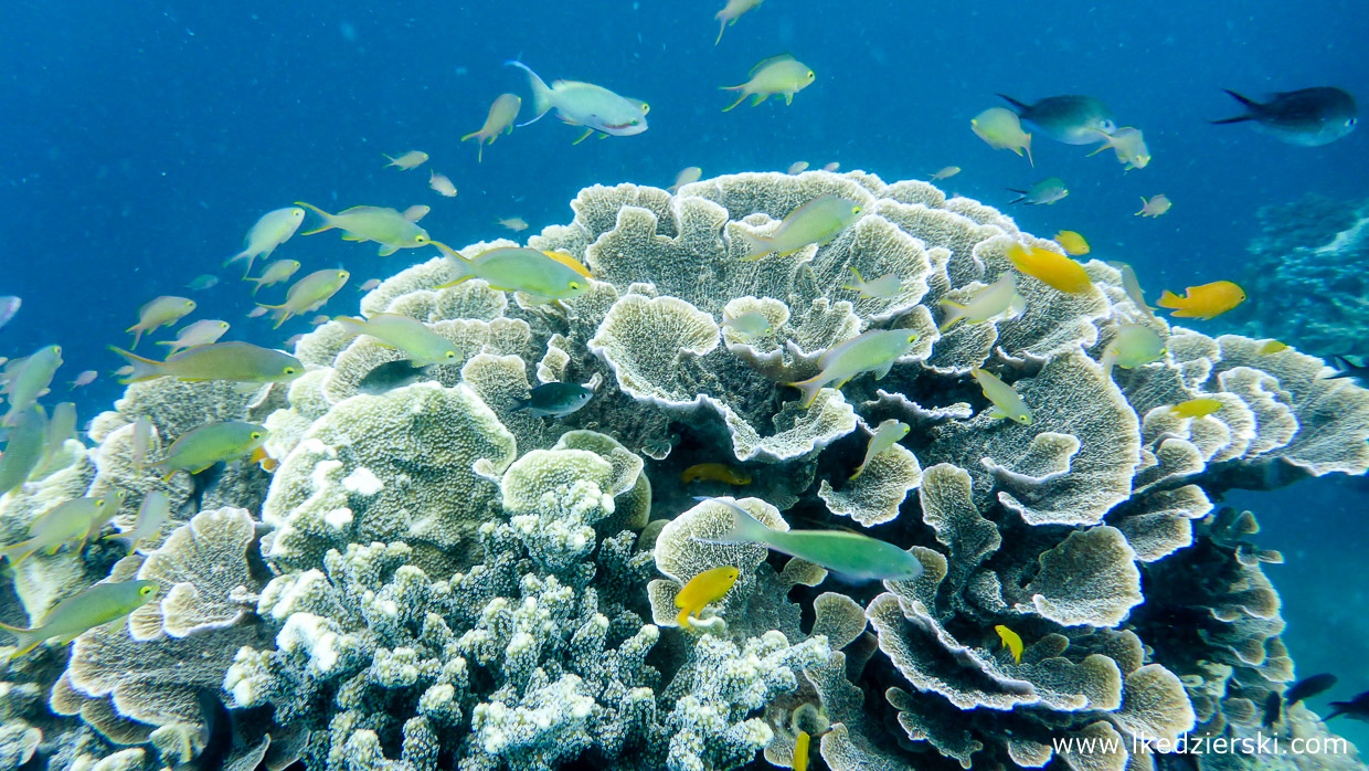 snorkeling na filipinach balicasag