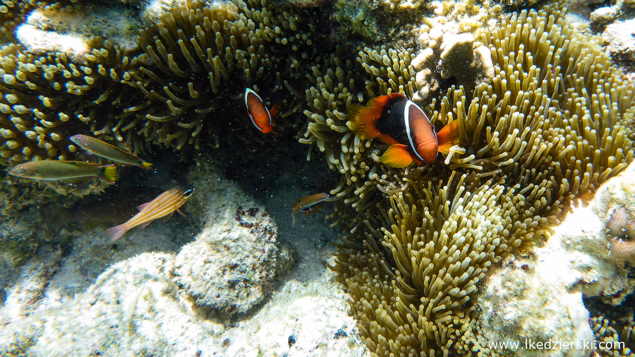 snorkeling na filipinach pamilacan