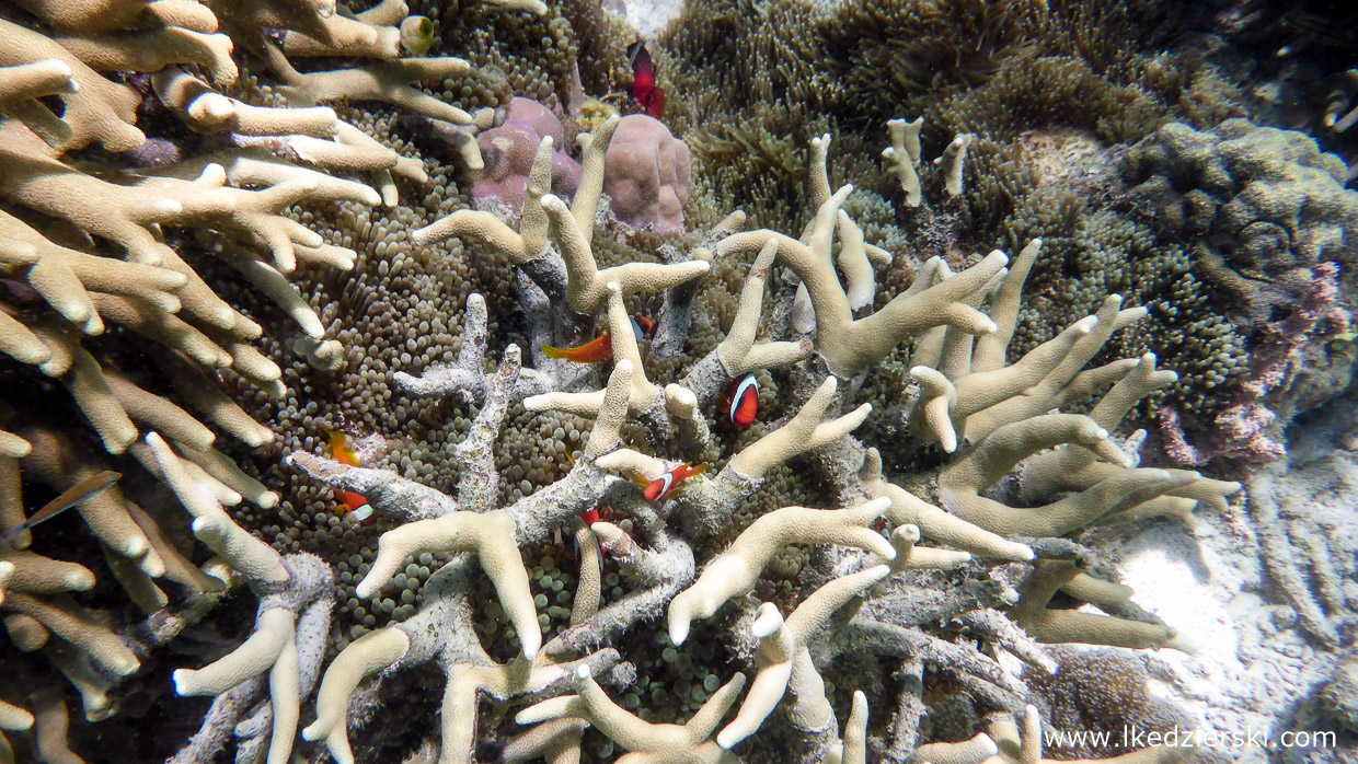 snorkeling na filipinach pamilacan