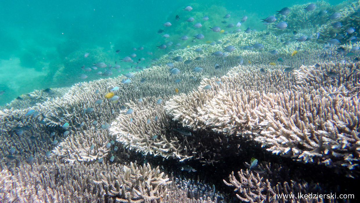 snorkeling na filipinach pamilacan