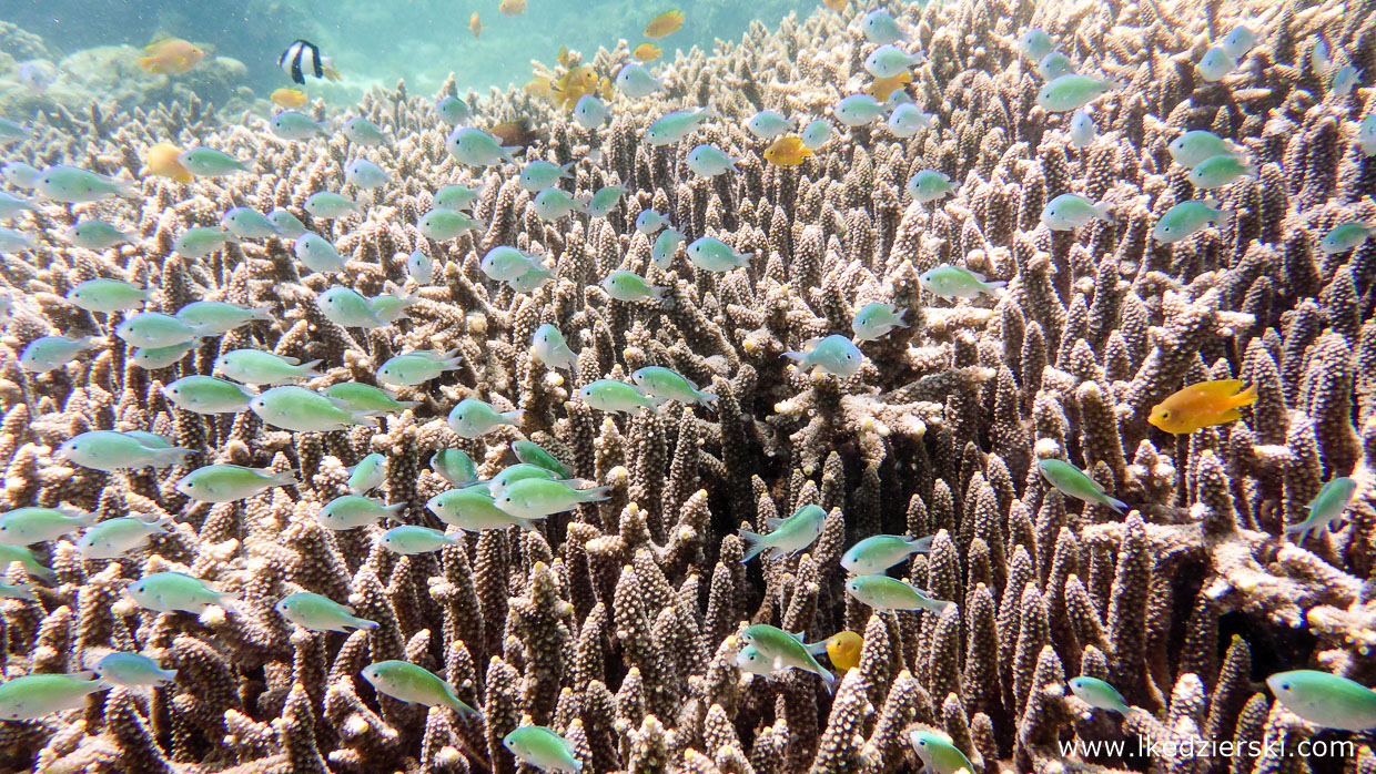 snorkeling na filipinach panagsama beach