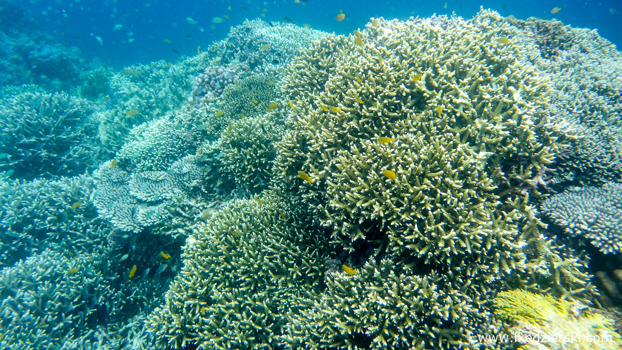 snorkeling na filipinach white beach