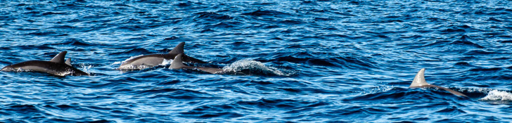 panorama dolphin watching