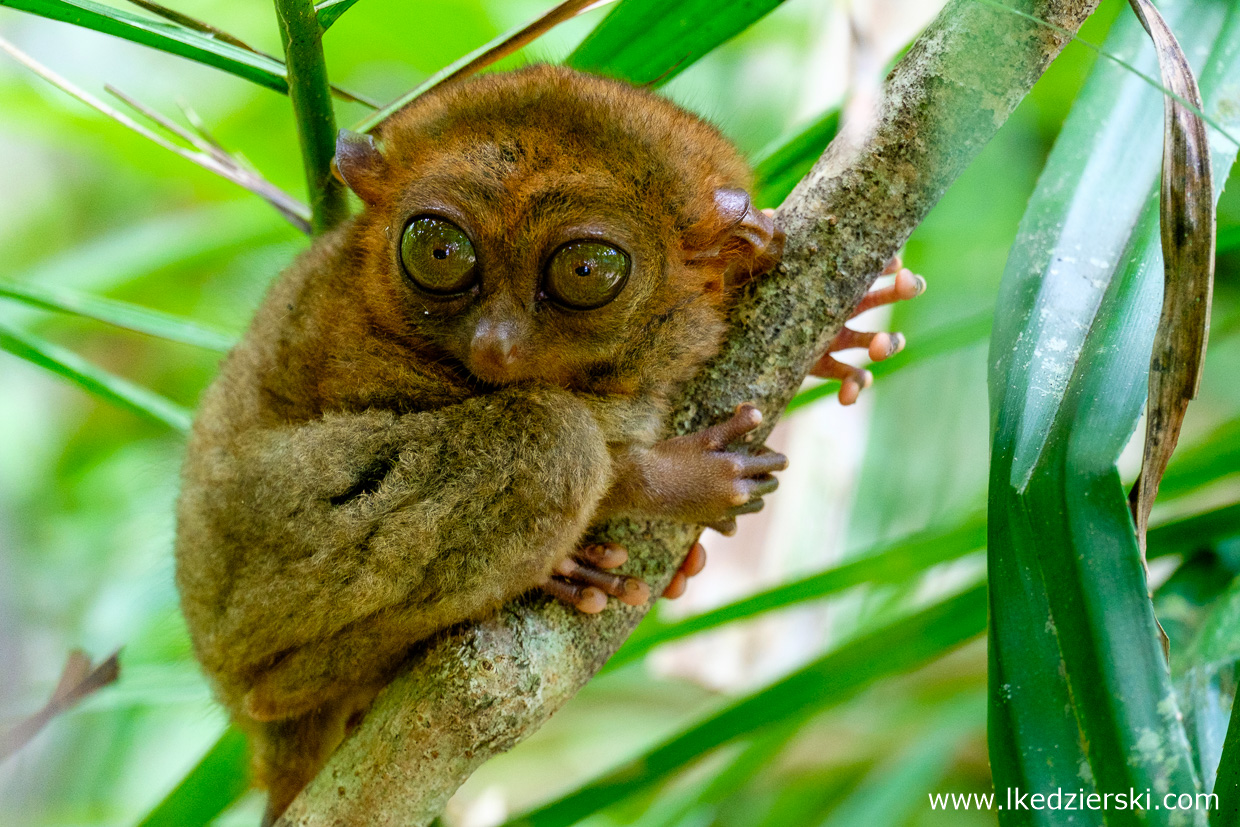 filipiny bohol tarsier wyrak