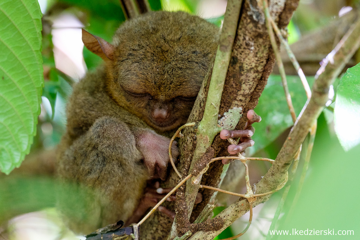 filipiny bohol tarsier wyrak corella sanctuarium