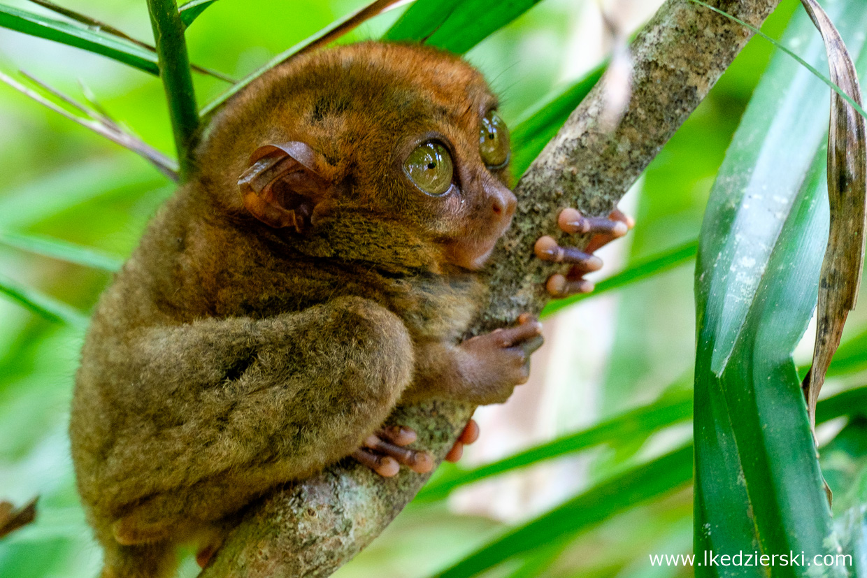 filipiny bohol tarsier wyrak corella sanctuarium