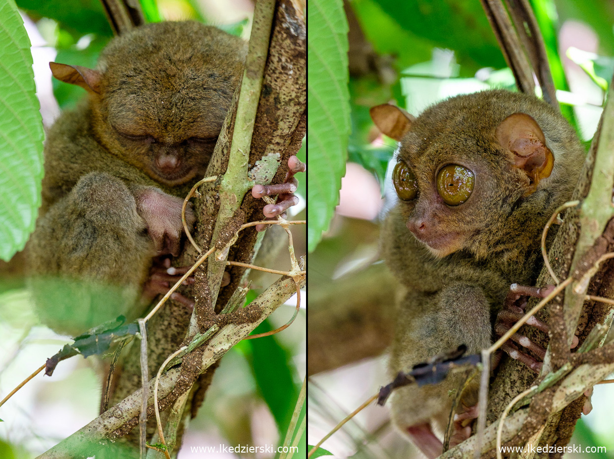 filipiny bohol tarsier wyrak corella sanctuarium