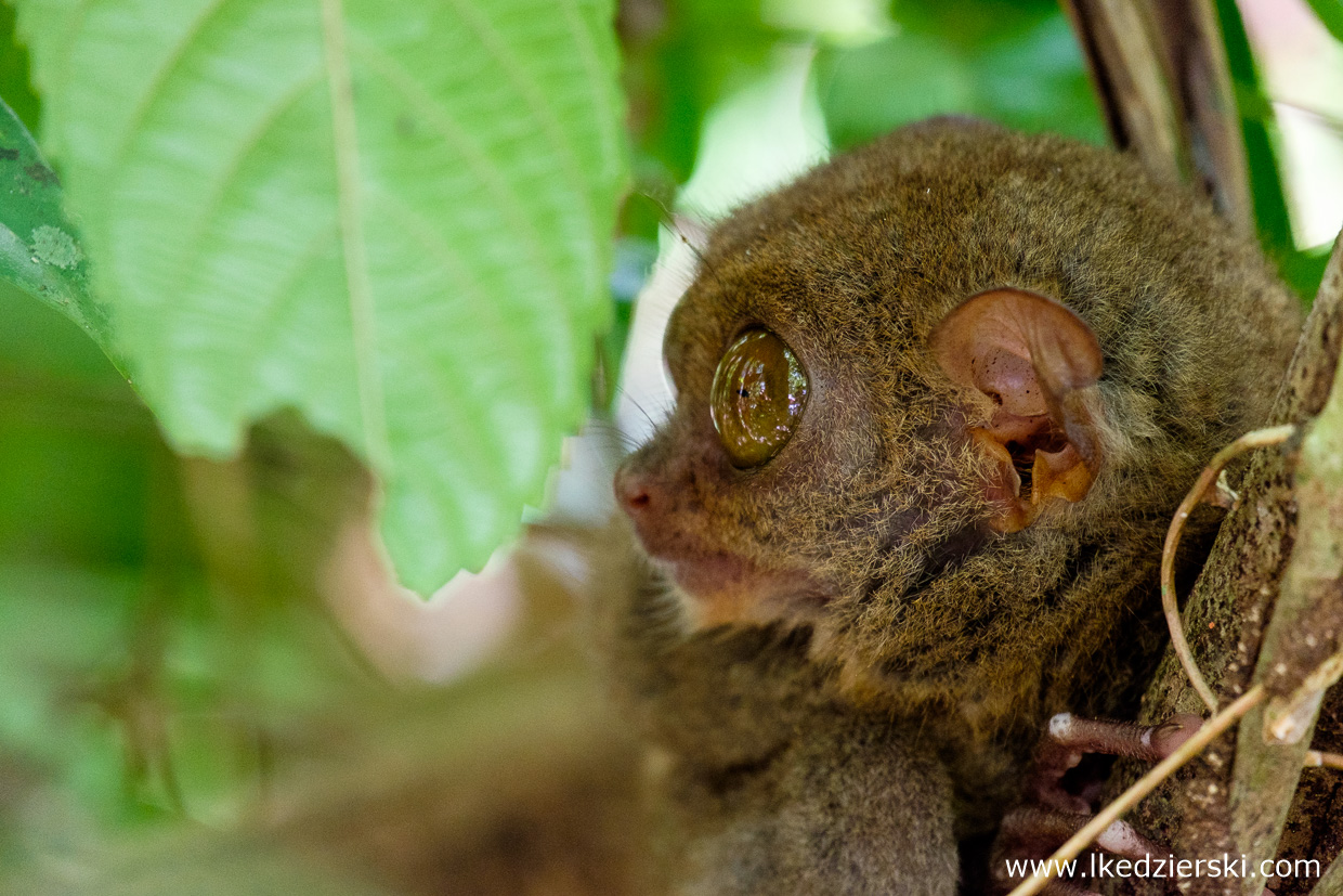 filipiny bohol tarsier wyrak corella sanctuarium