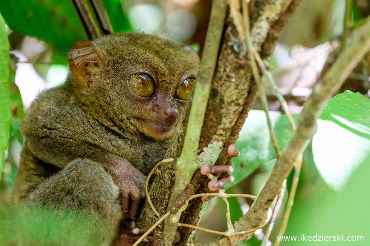 filipiny bohol tarsier wyrak corella sanctuarium