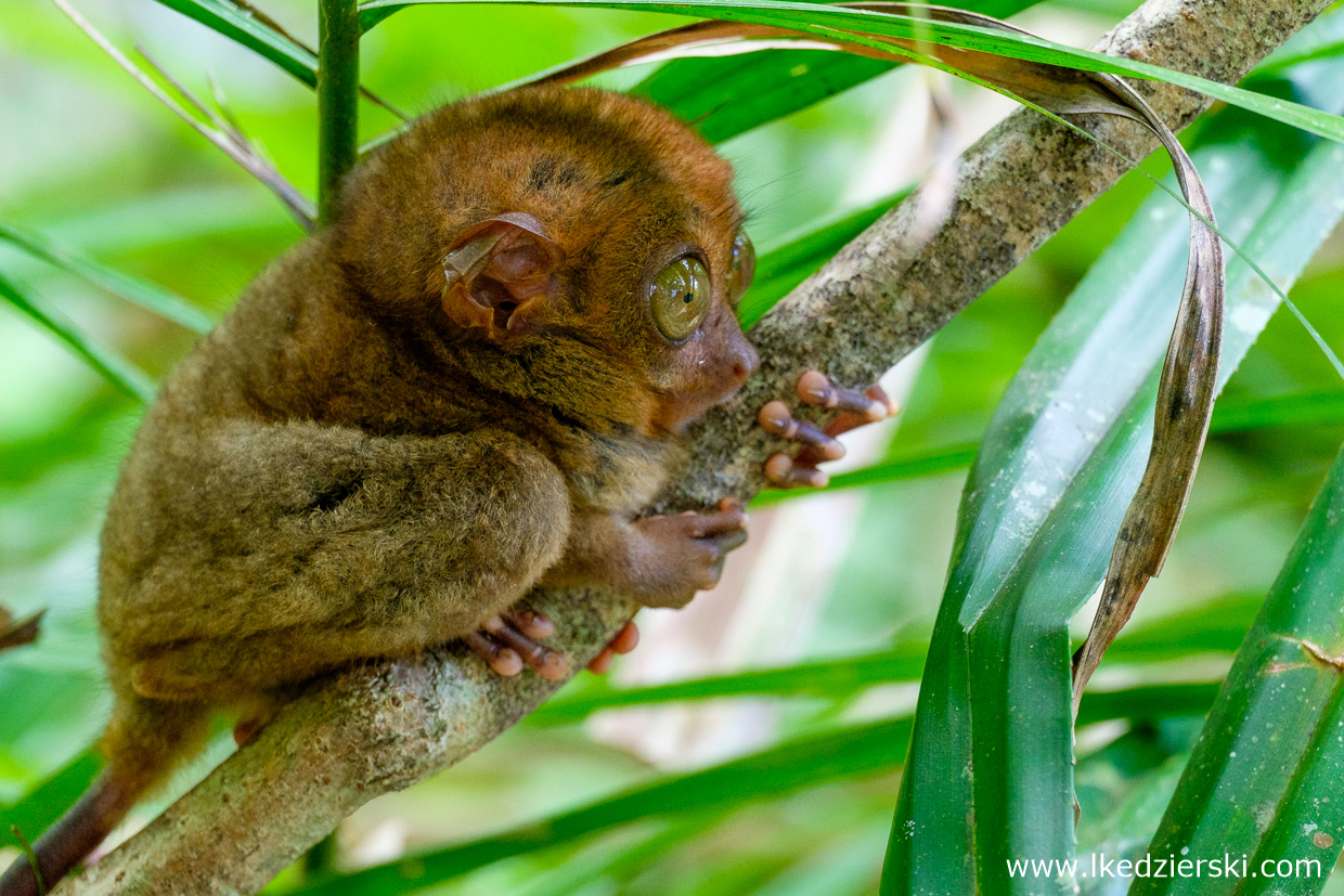 filipiny bohol tarsier wyrak corella sanctuarium