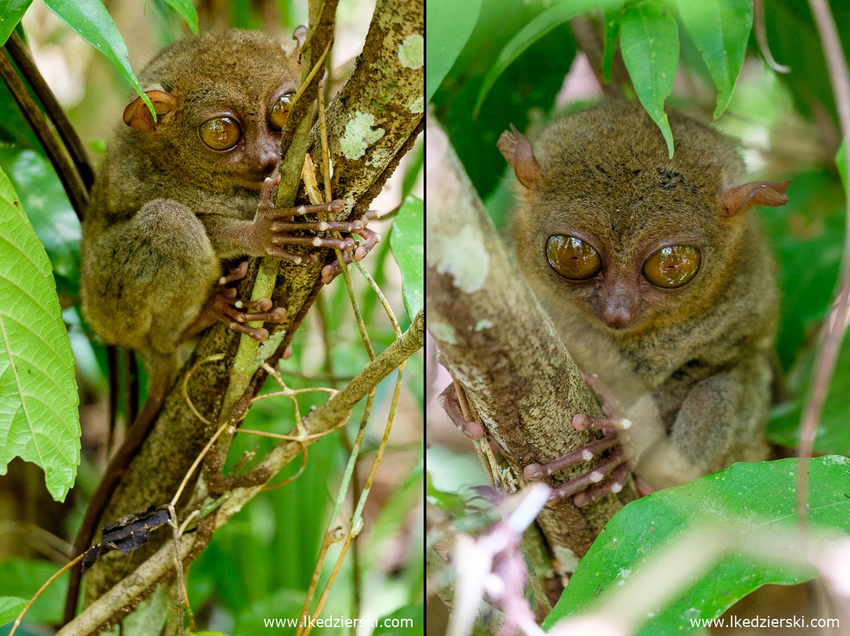 filipiny bohol tarsier wyrak corella sanctuarium