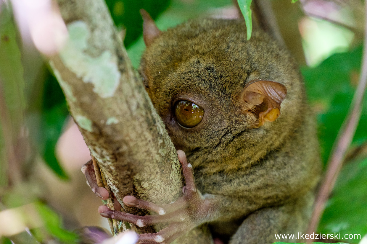 filipiny bohol tarsier wyrak corella sanctuarium