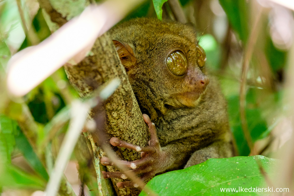 filipiny bohol tarsier wyrak corella sanctuarium