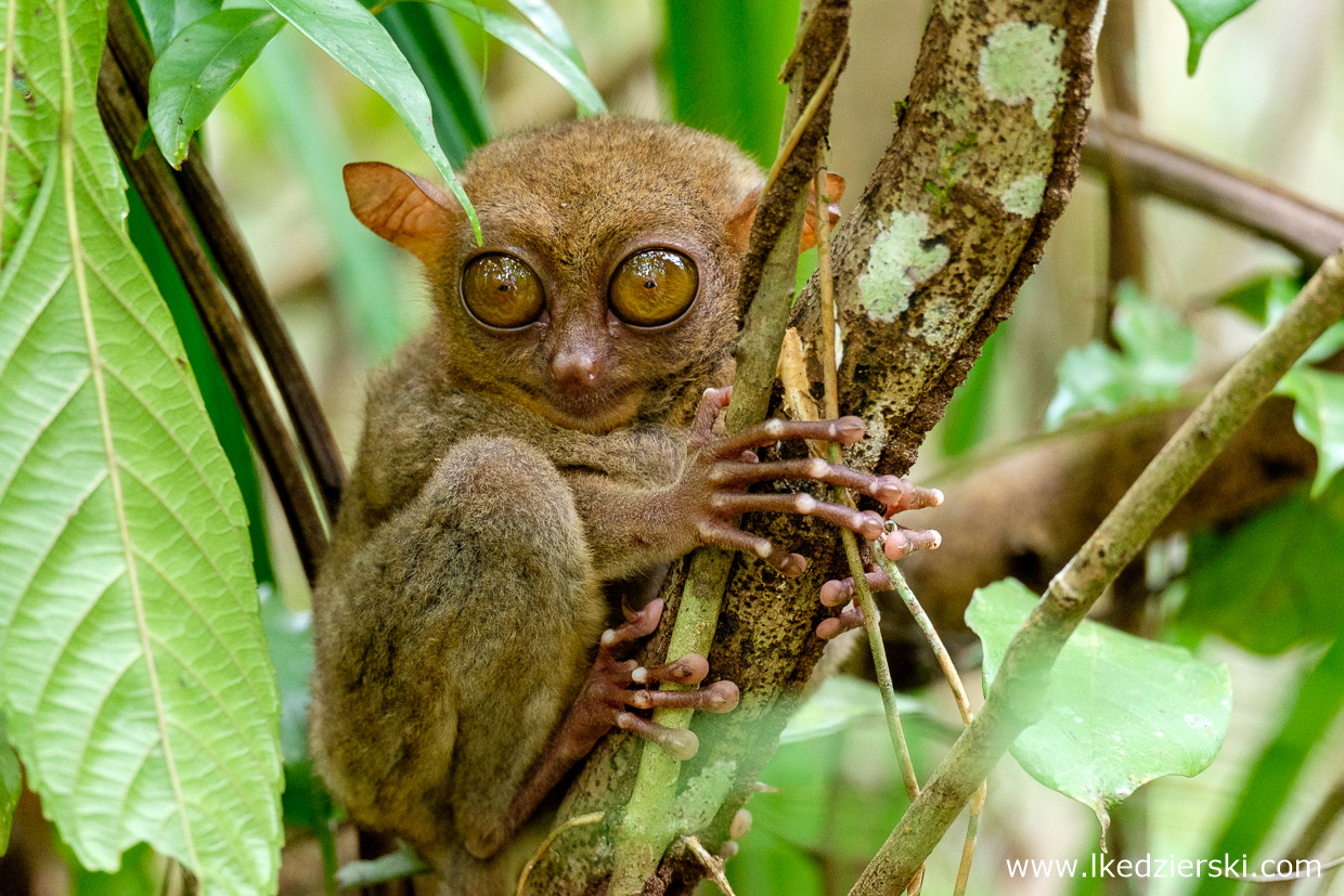 filipiny bohol tarsier wyrak corella sanctuarium