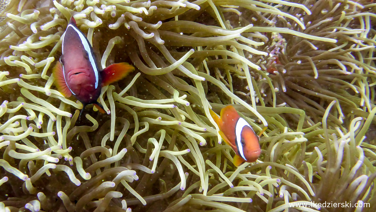 nurkowanie na filipinach rafa koralowa apo island diving philippines