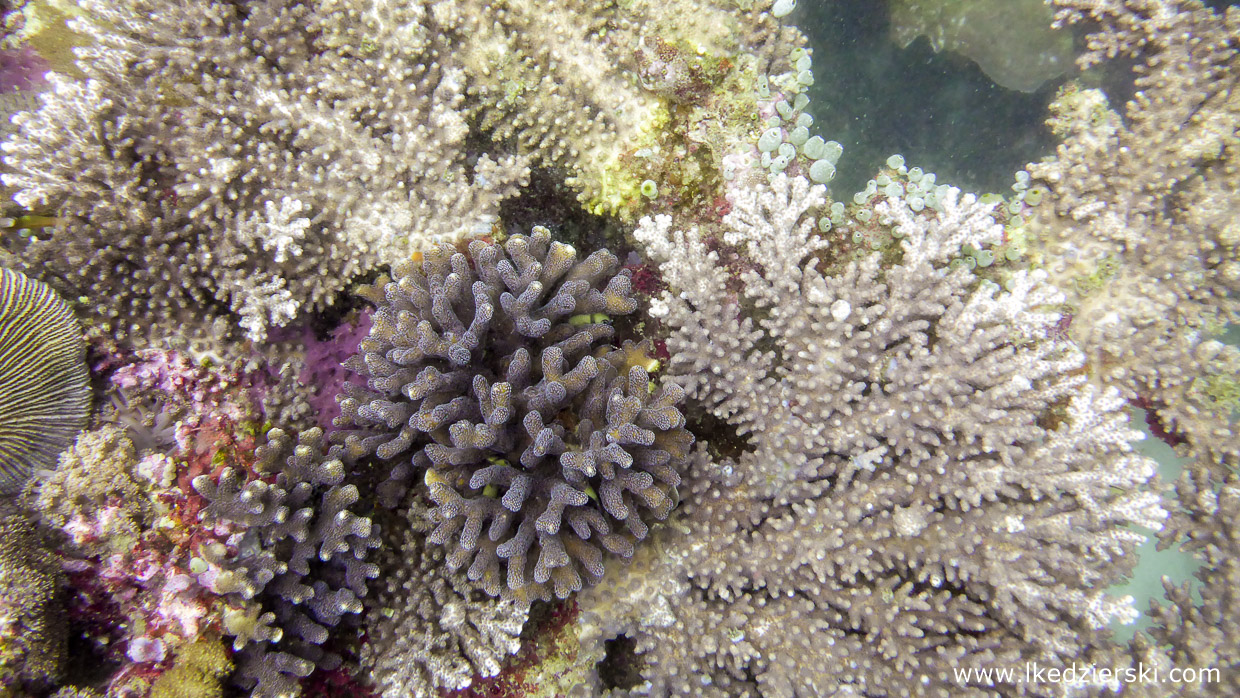 nurkowanie na filipinach rafa koralowa apo island diving philippines