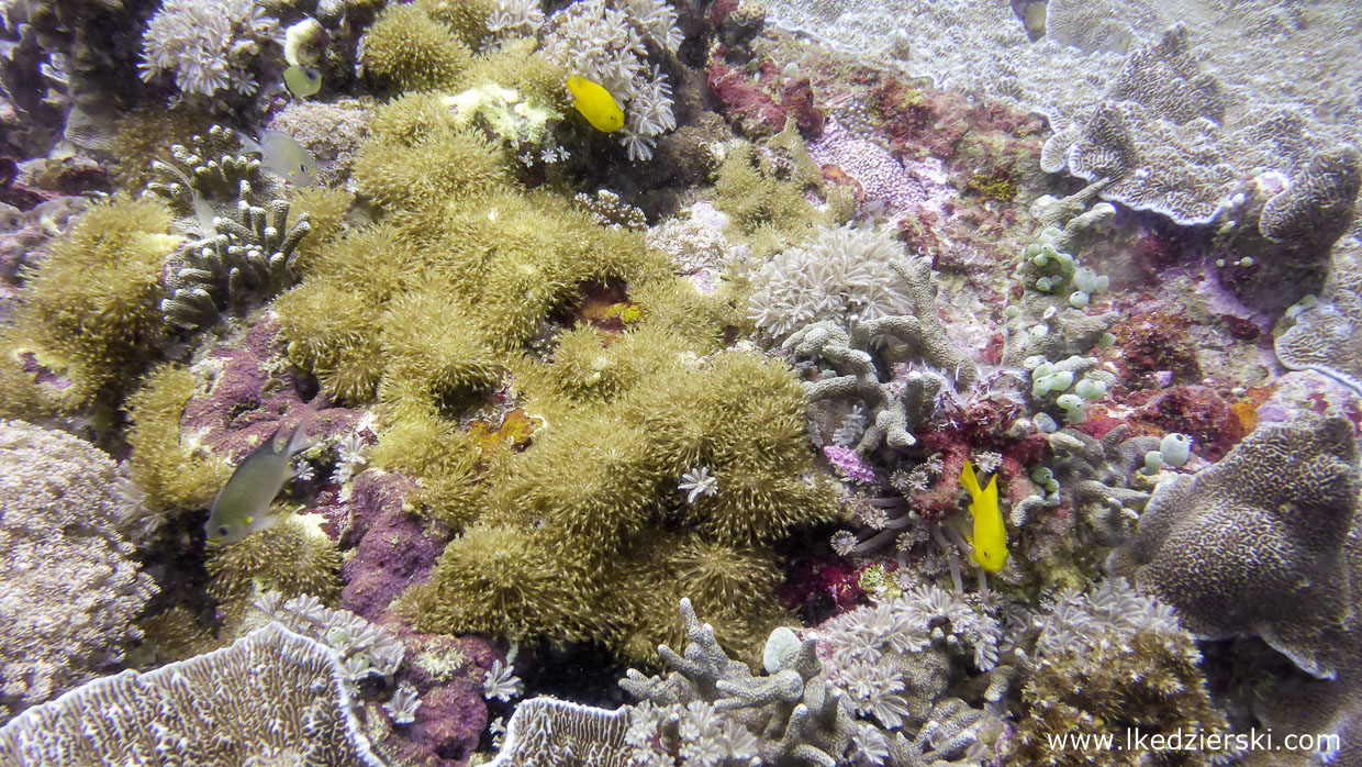 nurkowanie na filipinach rafa koralowa apo island diving philippines