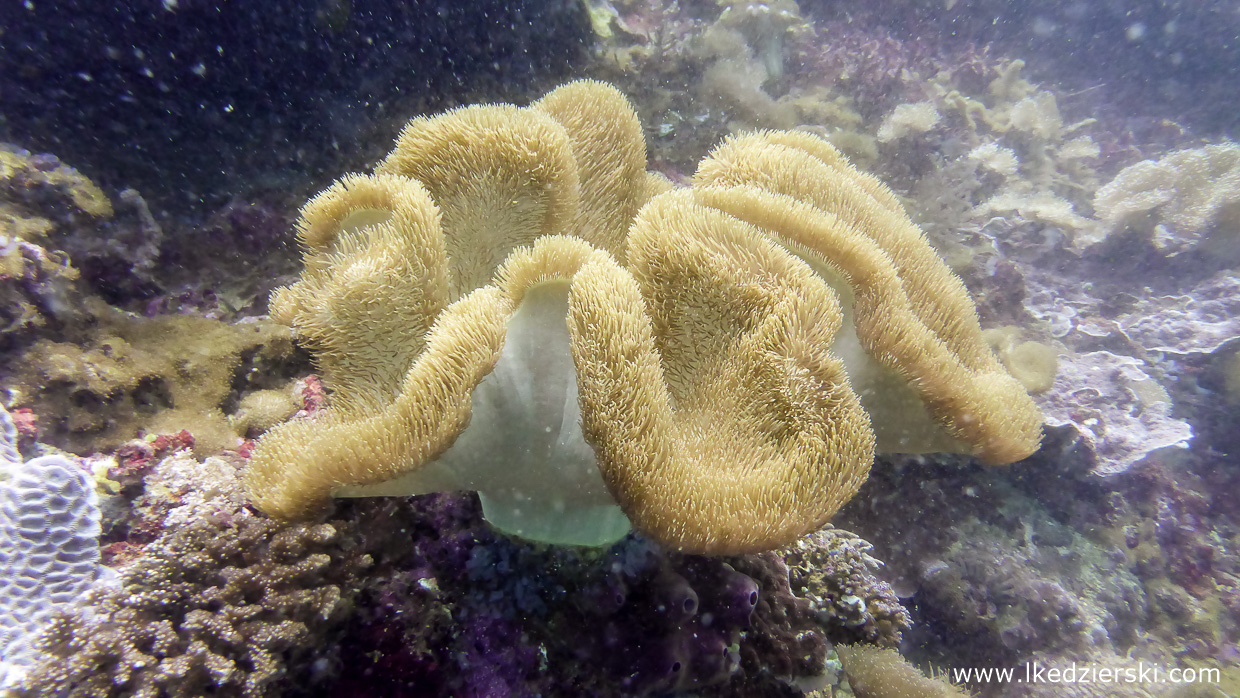 nurkowanie na filipinach rafa koralowa apo island diving philippines