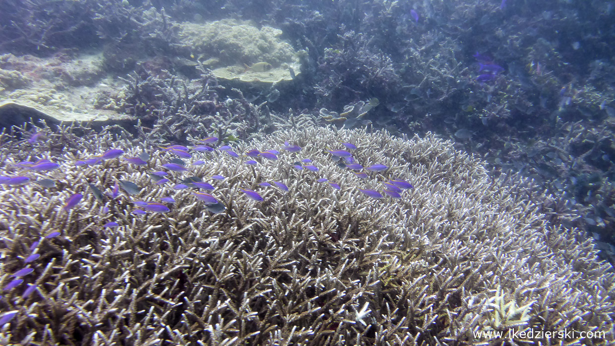 nurkowanie na filipinach rafa koralowa apo island diving philippines