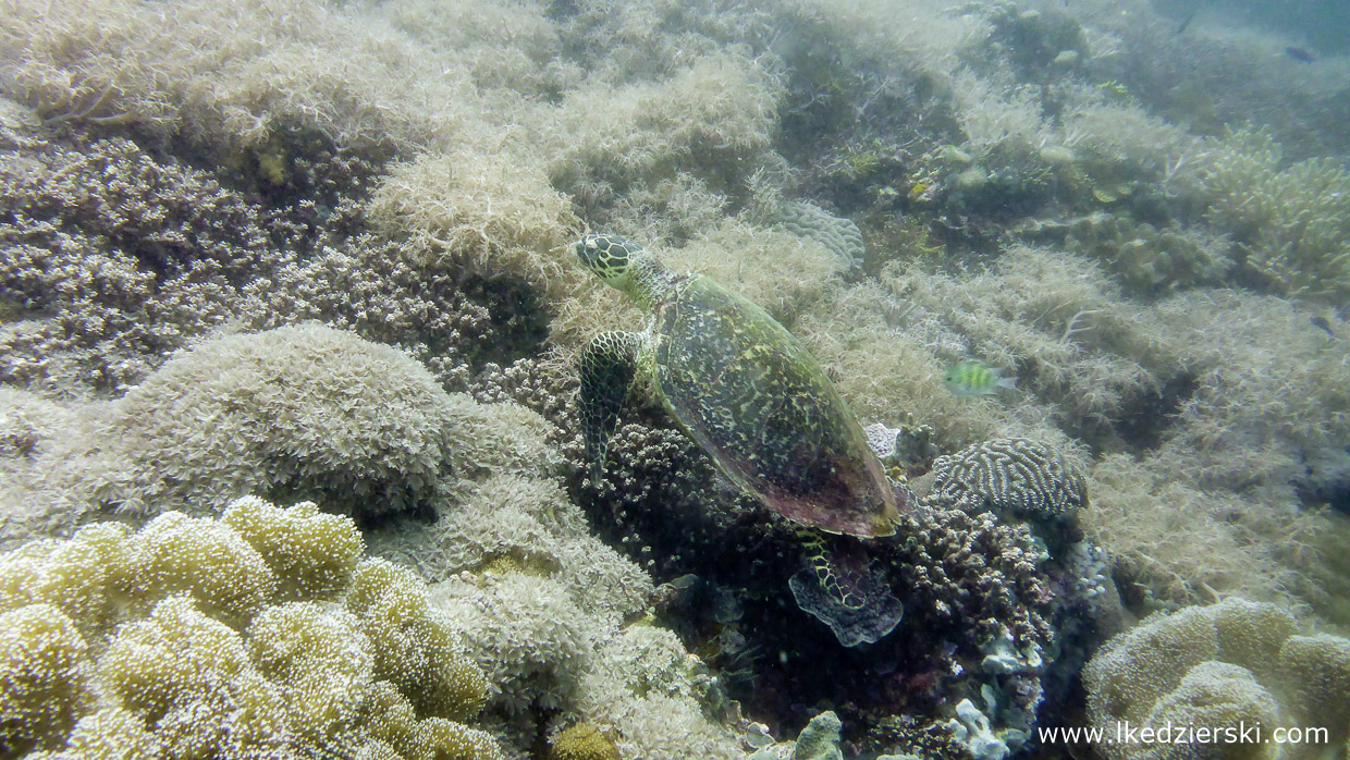 filipiny nurkowanie apo island diving philippines