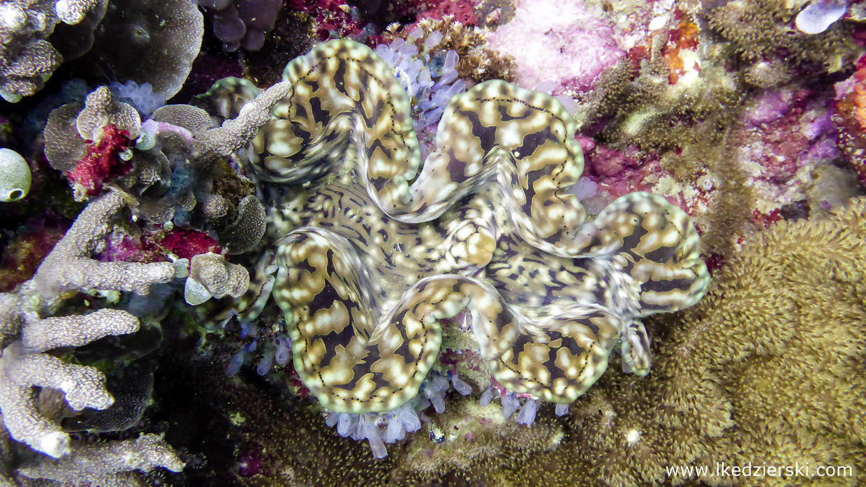 nurkowanie na filipinach rafa koralowa apo island diving philippines