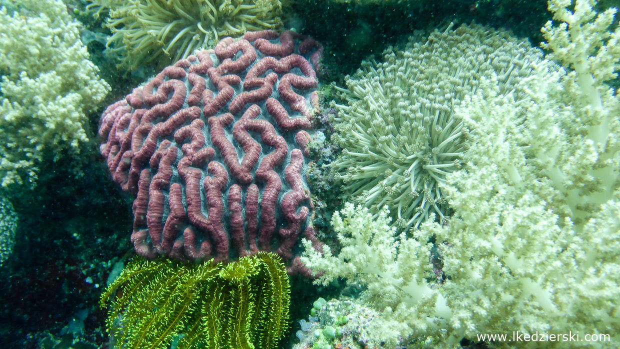 filipiny nurkowanie apo island diving philippines