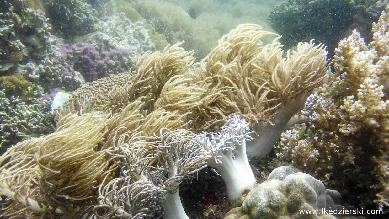 filipiny nurkowanie apo island diving philippines rafa koralowa