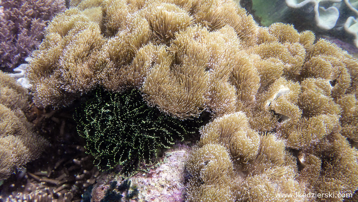 filipiny nurkowanie apo island diving philippines rafa koralowa