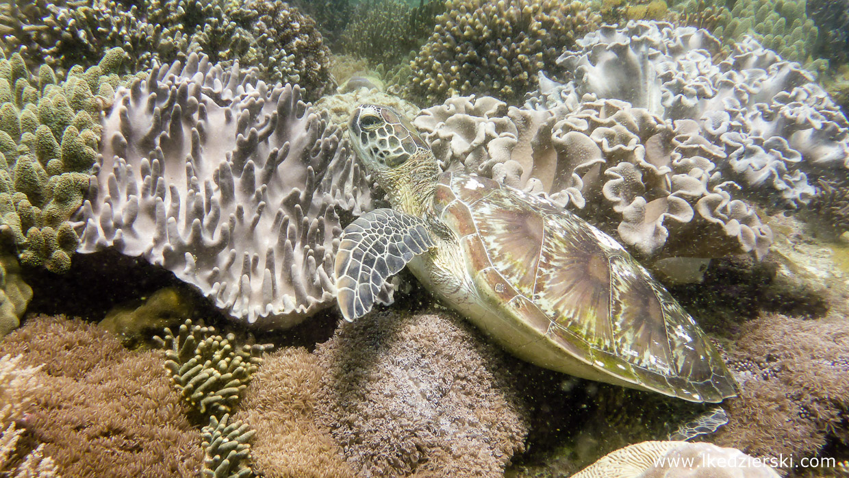 filipiny nurkowanie apo island diving philippines rafa koralowa