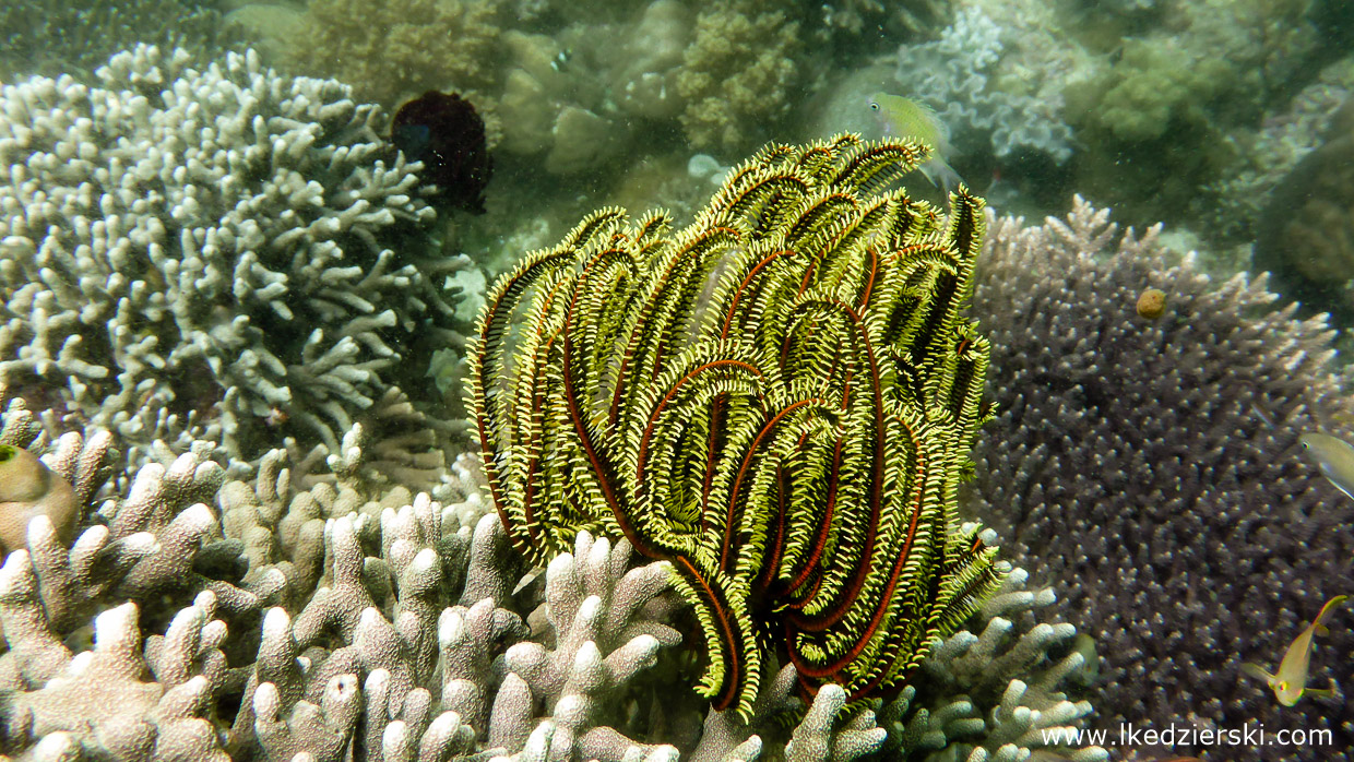 filipiny nurkowanie apo island diving philippines rafa koralowa